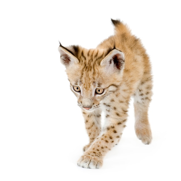 Cachorro de lince en frente en una pared blanca