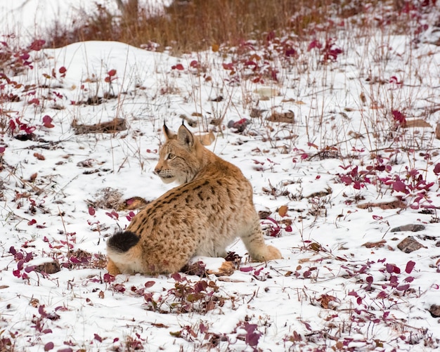 Cachorro de lince siberiano en la nieve