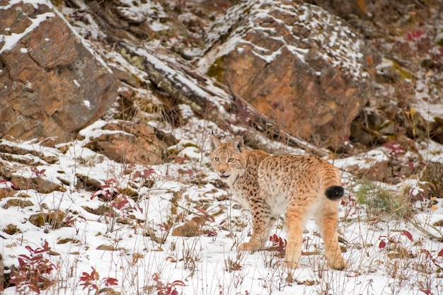 Cachorro de lince siberiano en la nieve