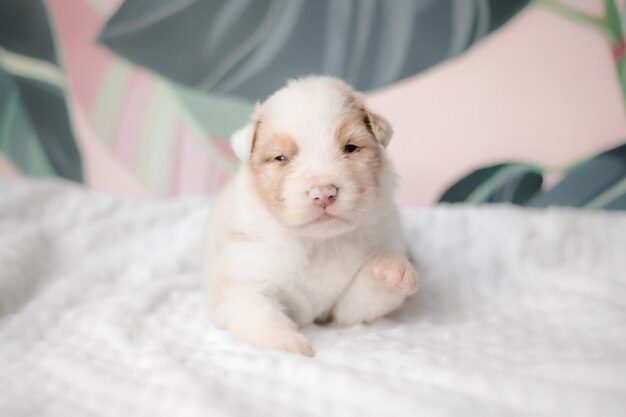 Cachorro lindo divertido en la cama blanca perro australiano breead perro pastor australiano