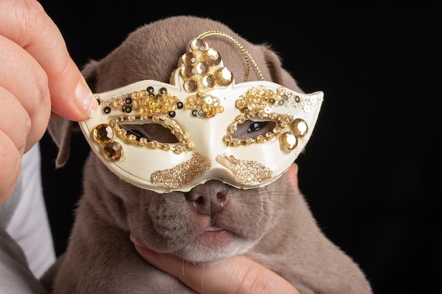 Cachorro lindo en una máscara de carnaval Año Nuevo Carnaval para mascotas Feliz familia Navidad y Año Nuevo