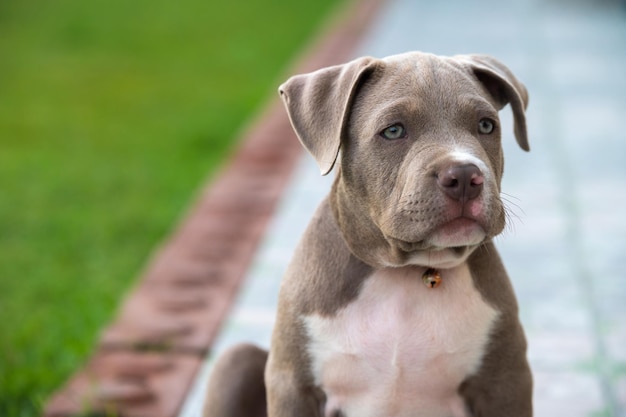 Cachorro, mãe, cachorro valentão americano, animal de estimação engraçado e fofo