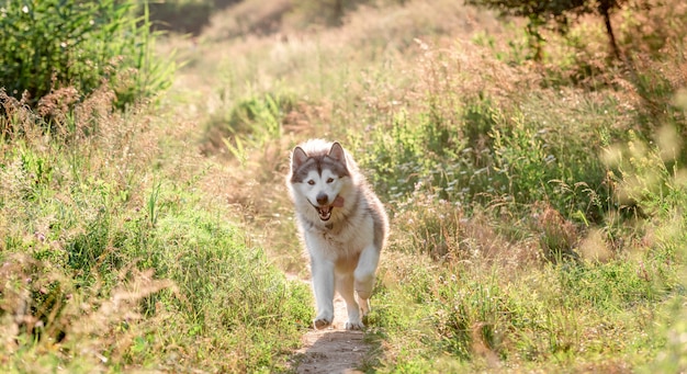 Cachorro malamute do Alasca correndo em campo ensolarado