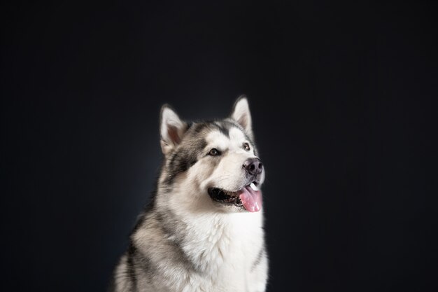 Cachorro Malamute em fundo preto