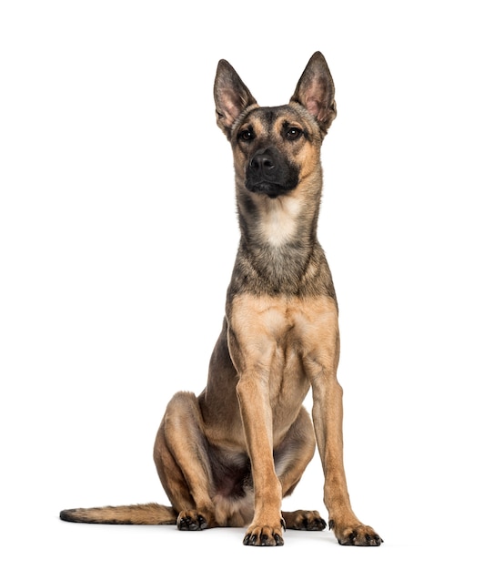 Cachorro Malinois, 2 anos, sentado em frente a um fundo branco