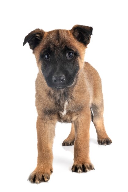 Cachorro Malinois aislado