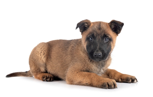 Cachorro Malinois aislado