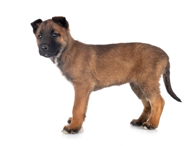 Cachorro Malinois aislado