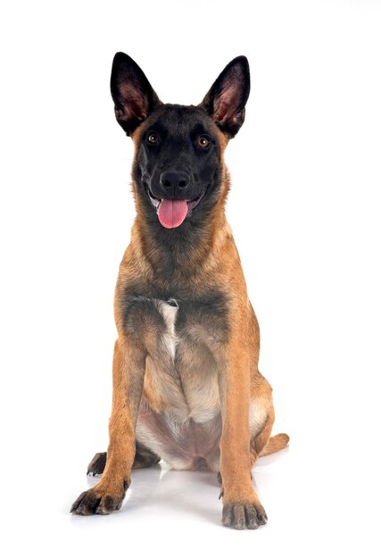 Foto cachorro malinois em estúdio