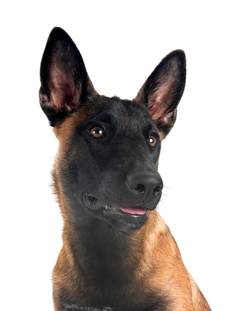 Foto cachorro malinois em estúdio