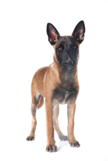 Cachorro Malinois em estúdio