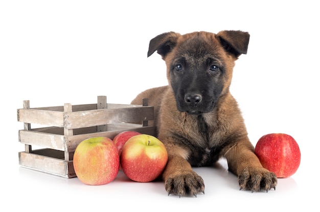 Cachorro Malinois en estudio