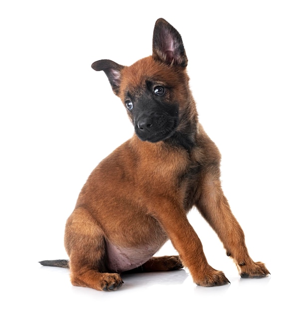 cachorro malinois en estudio