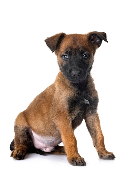 cachorro malinois en estudio