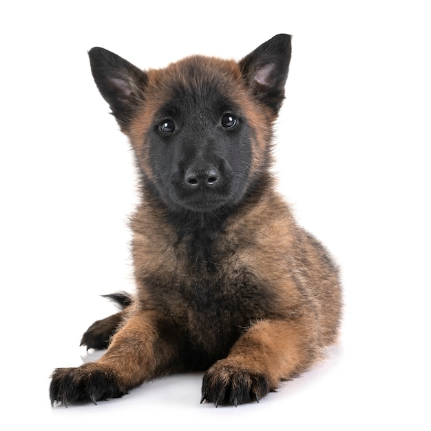 cachorro malinois en estudio