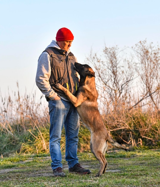 Cachorro malinois en la naturaleza