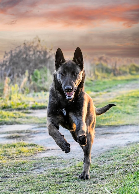 Foto cachorro malinois en la naturaleza