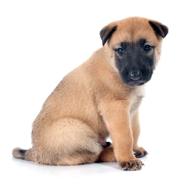 cachorro malinois