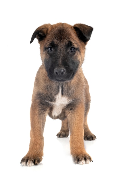 Cachorro malinois