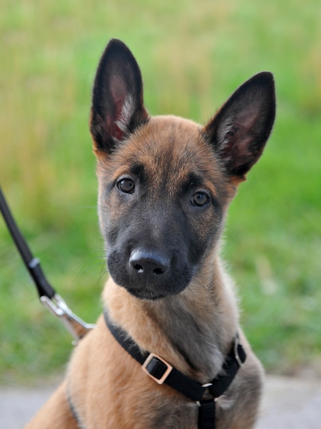 Cachorro malinois