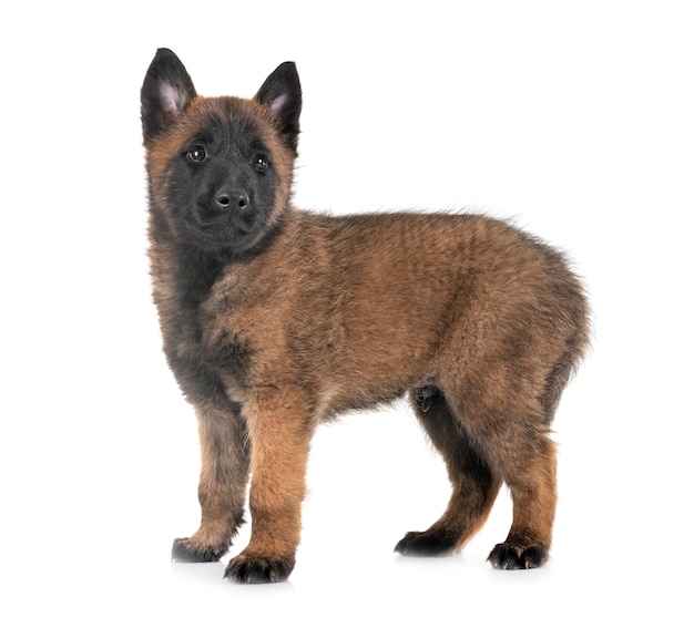 cachorro malinois