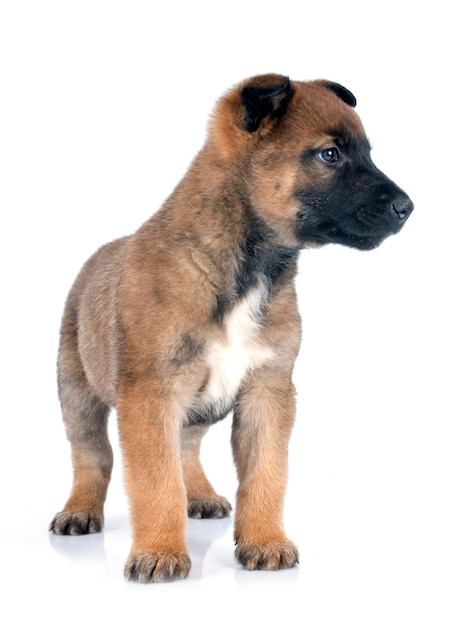 cachorro malinois