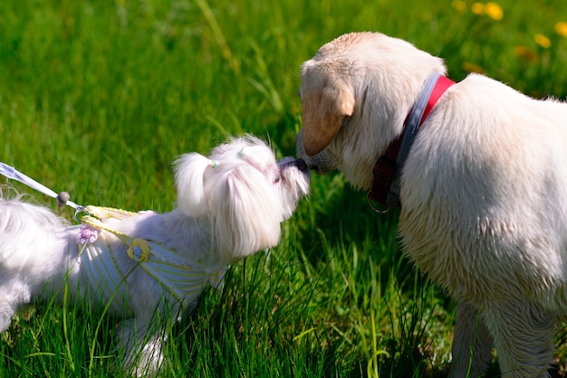 Cachorro maltês branco na grama