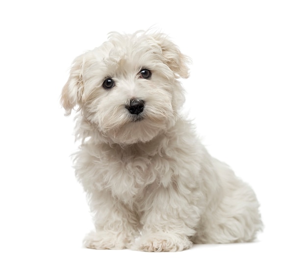 Cachorro maltés delante de una pared blanca