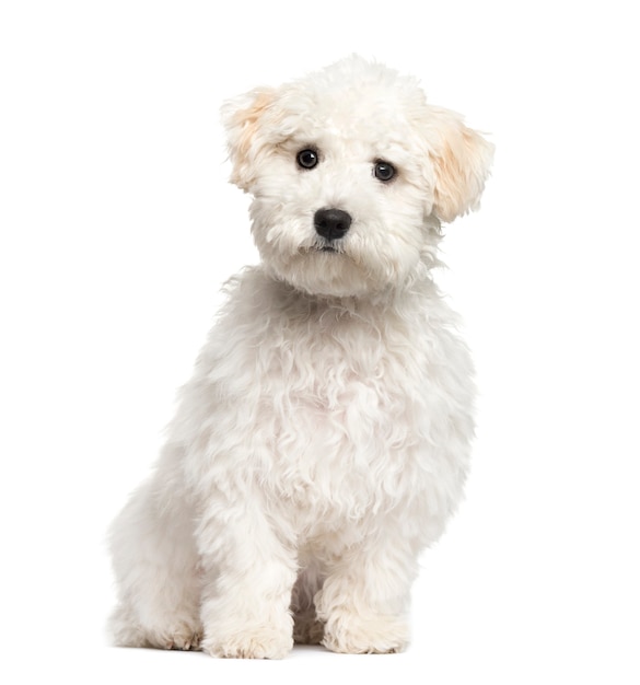 Cachorro maltés sentado, aislado en blanco