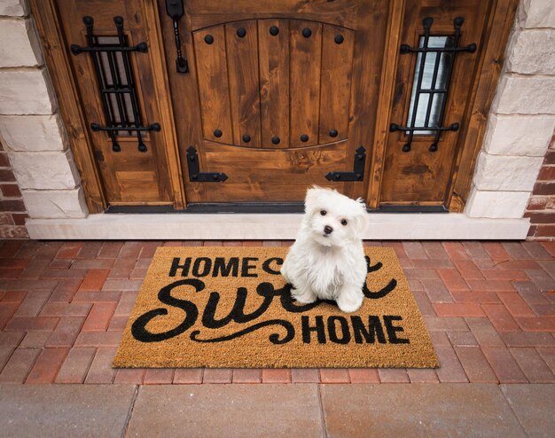 Foto cachorro maltés sentado en casa, dulce hogar, alfombra de bienvenida en la puerta principal de la casa