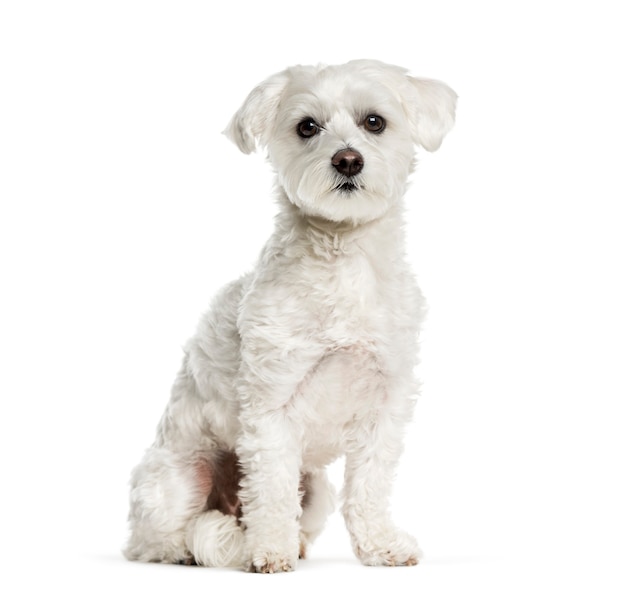 Cachorro maltês sentado em frente a um fundo branco