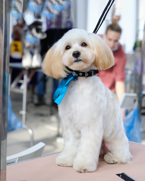 Cachorro maltês sentado no salão de cuidados com cães