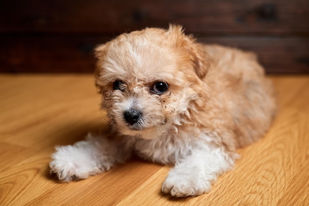 Cachorro Maltipoo Adorable mezcla de maltés y caniche Cachorro está tirado en el suelo