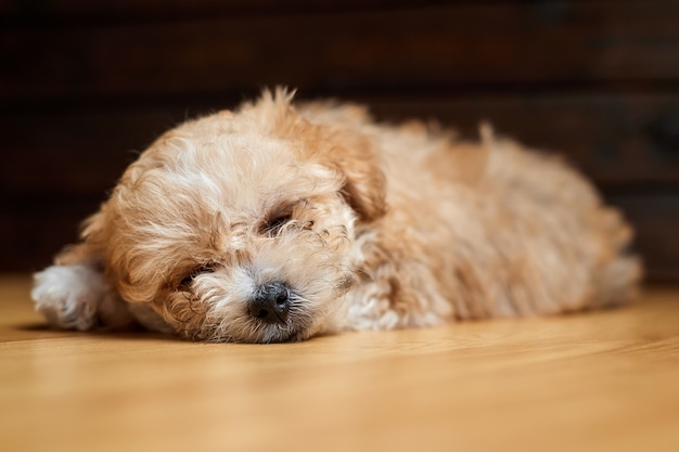 Cachorro Maltipoo. Adorable mezcla de maltés y caniche Puppy está durmiendo en el suelo