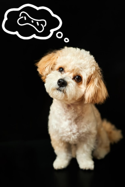 Un cachorro maltipoo beige sueña con huesos