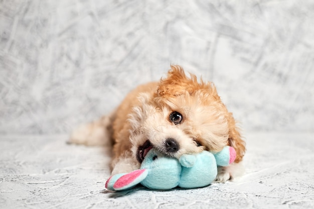 Cachorro Maltipoo con un conejo de peluche de juguete sobre fondo gris