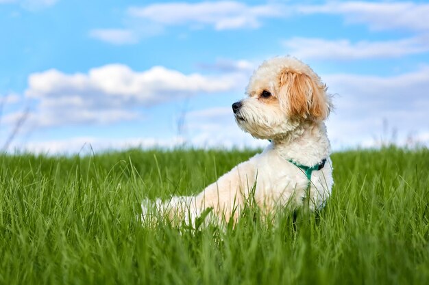 Un cachorro Maltipoo está caminando en la hierba verde y el fondo del cielo azul