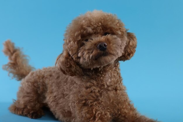 Cachorro Maltipoo fofo sobre fundo azul claro Lindo animal de estimação