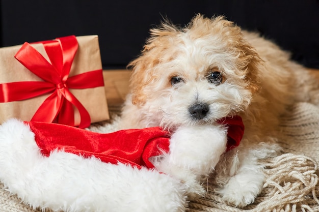 Foto cachorro maltipoo masticando gorro de papá noel cerca de la caja de regalo de navidad