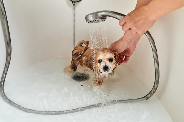 Cachorro de Maltipoo mojado mientras se baña en el baño