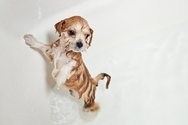 Cachorro de Maltipoo mojado mientras se baña en el baño