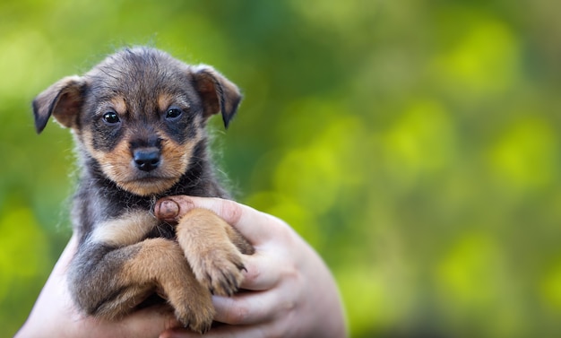 Cachorro en manos de un granjero. Animal de rescate. Perro sin hogar.