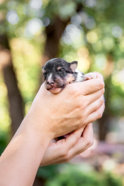 Un cachorro en manos de una persona.