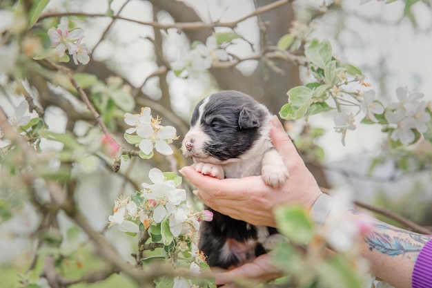 Un cachorro en manos de una persona.