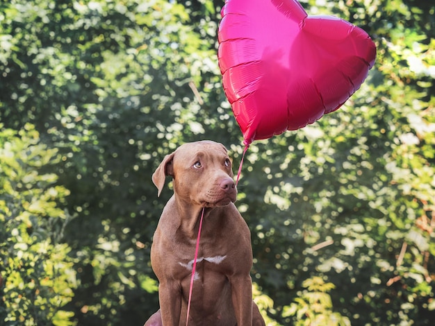 Cachorro marrom bonito e balão vermelho voador em forma de coração Fechado ao ar livre Parabéns para familiares, parentes, entes queridos, amigos e colegas Conceito de cuidado de animais de estimação