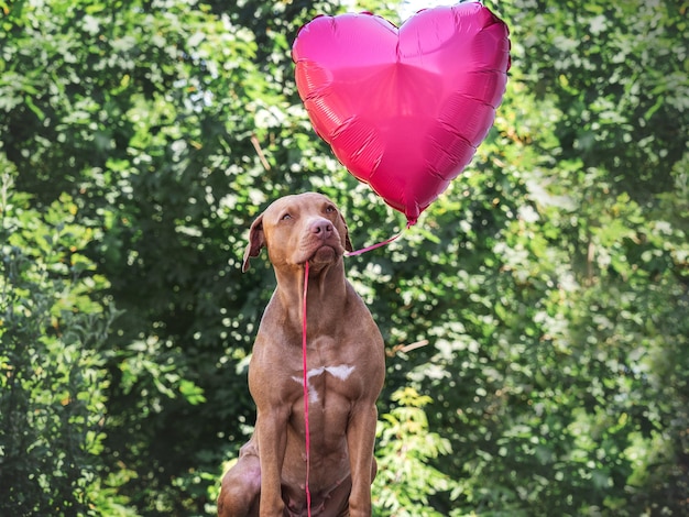 Cachorro marrom bonito e balão vermelho voador em forma de coração Fechado ao ar livre Parabéns para familiares, parentes, entes queridos, amigos e colegas Conceito de cuidado de animais de estimação