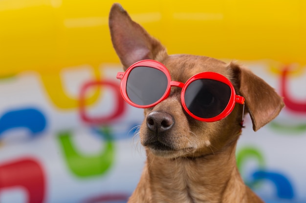 Cachorro marrom com óculos vermelhos em um fundo multicolorido de uma piscina inflável