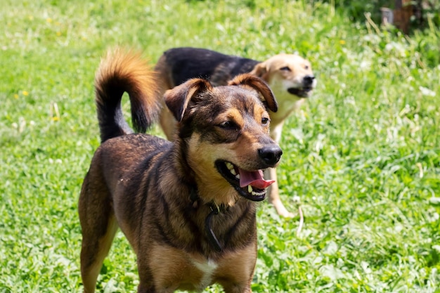 Cachorro marrom com orelhas de abano fecha retrato