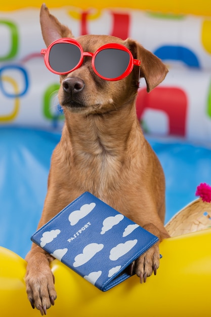 Cachorro marrom de óculos vermelhos com um passaporte nas patas senta-se em uma piscina inflável colorida