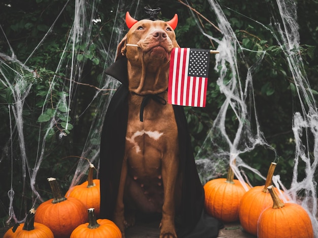 Cachorro marrom encantador e fantasia de conde drácula